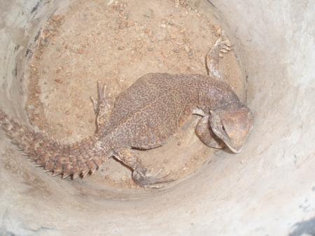 ahrda n bounaga tanout nait 3tta le sud-est